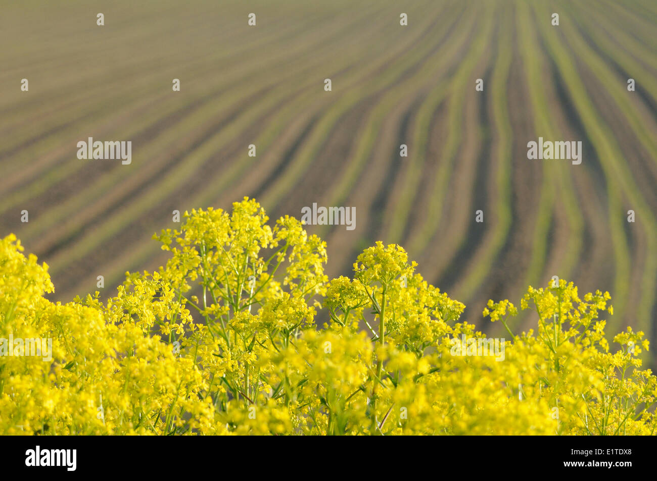 La floraison de la route faisant Chou verruqueuse jaune sur le côté d'un champ de blé Banque D'Images