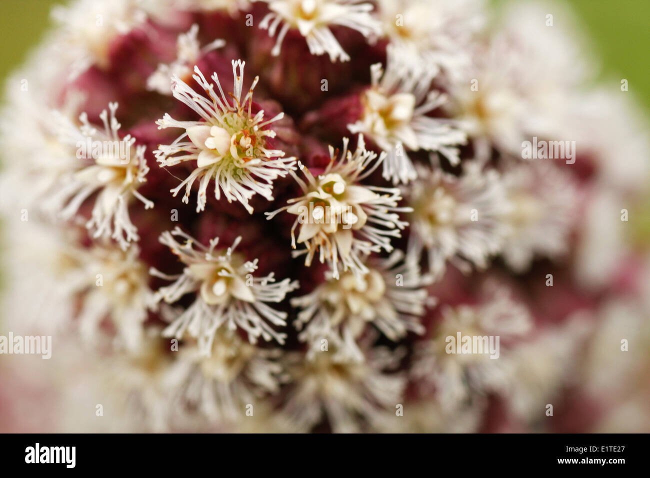 Détail d'une fleur de Pétasite commun. Banque D'Images