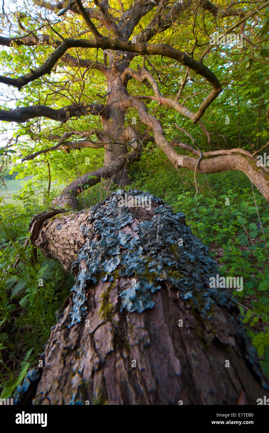 Chêne antique avec les lichens sur itΓÇÖs dunelandscape en néerlandais de plus en plus des succursales Banque D'Images