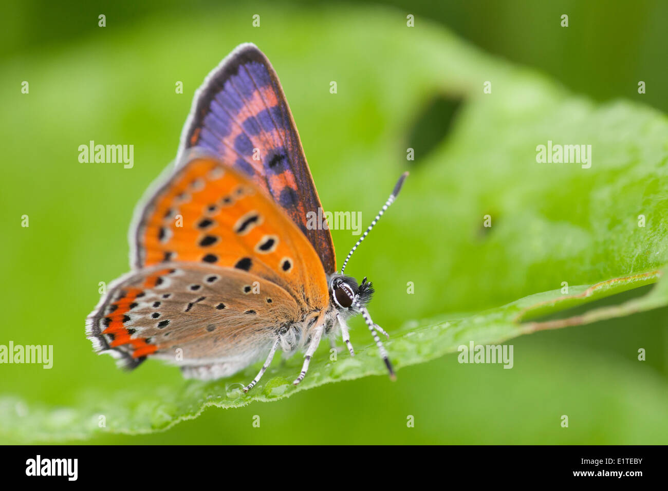 Le Violet Le cuivre est un papillon rare de stream de marais Polygonum bistorta. Banque D'Images