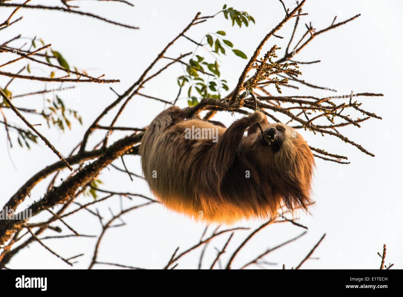 Deux doigts de Linné sloth se nourrissant de Monteverde Costa Rica tree Banque D'Images