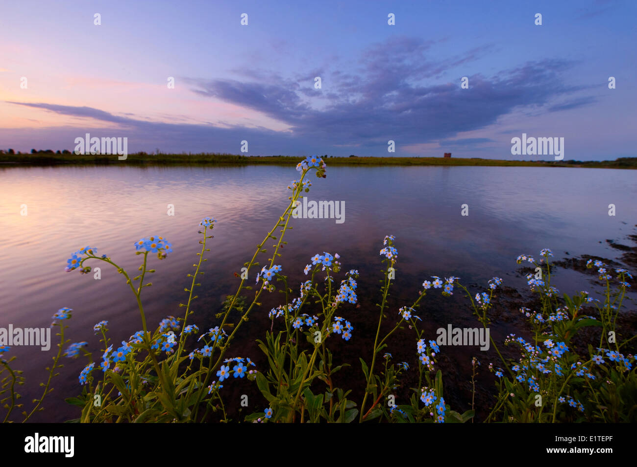 La réserve naturelle de oeverlanden Hollands Diep un soir d'été avec de l'eau bleu forget-me-not en premier plan Banque D'Images