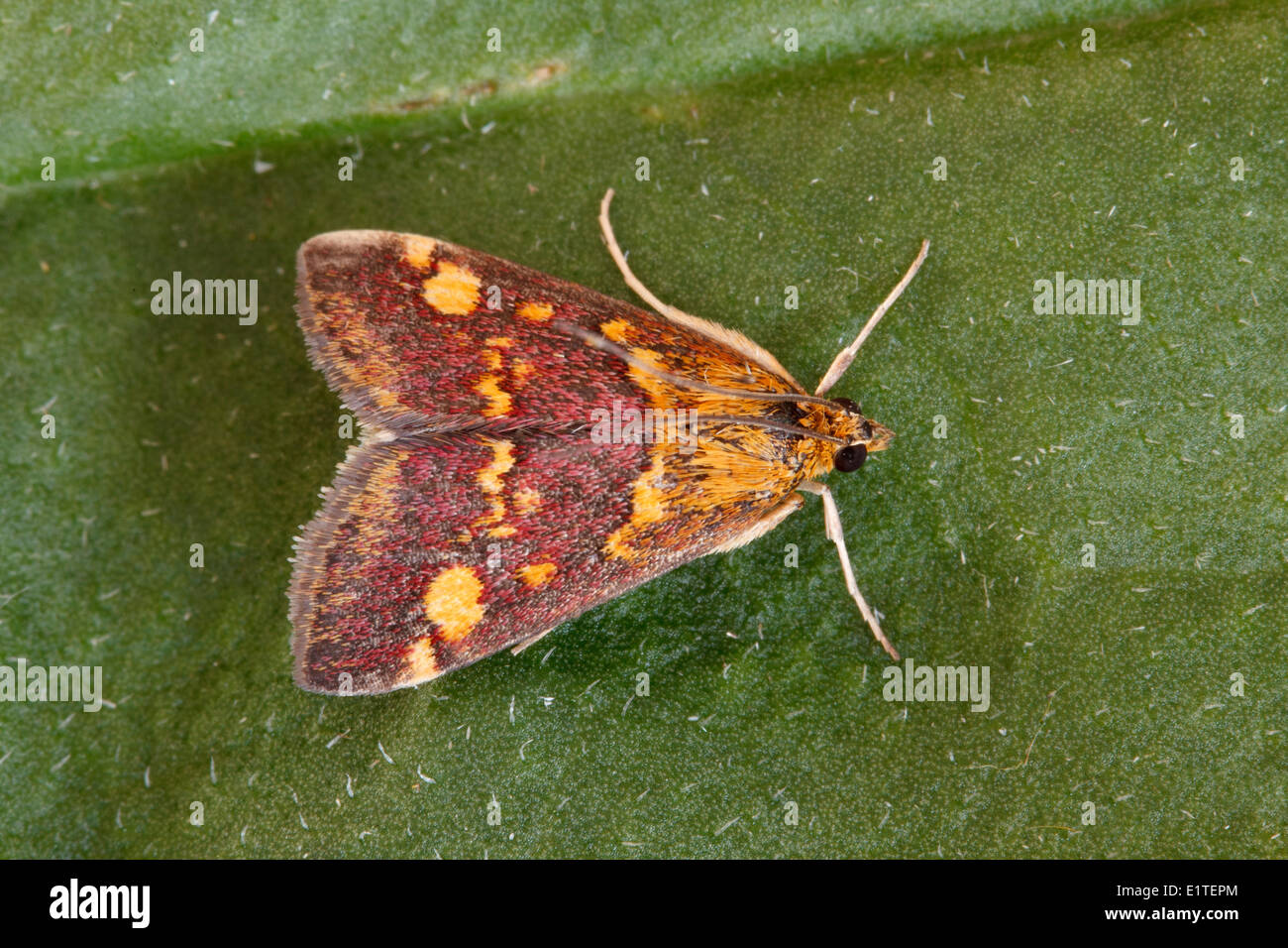 Pyrausta aurata est localement commune en Angleterre, Pays de Galles et le sud de l'Écosse. Banque D'Images