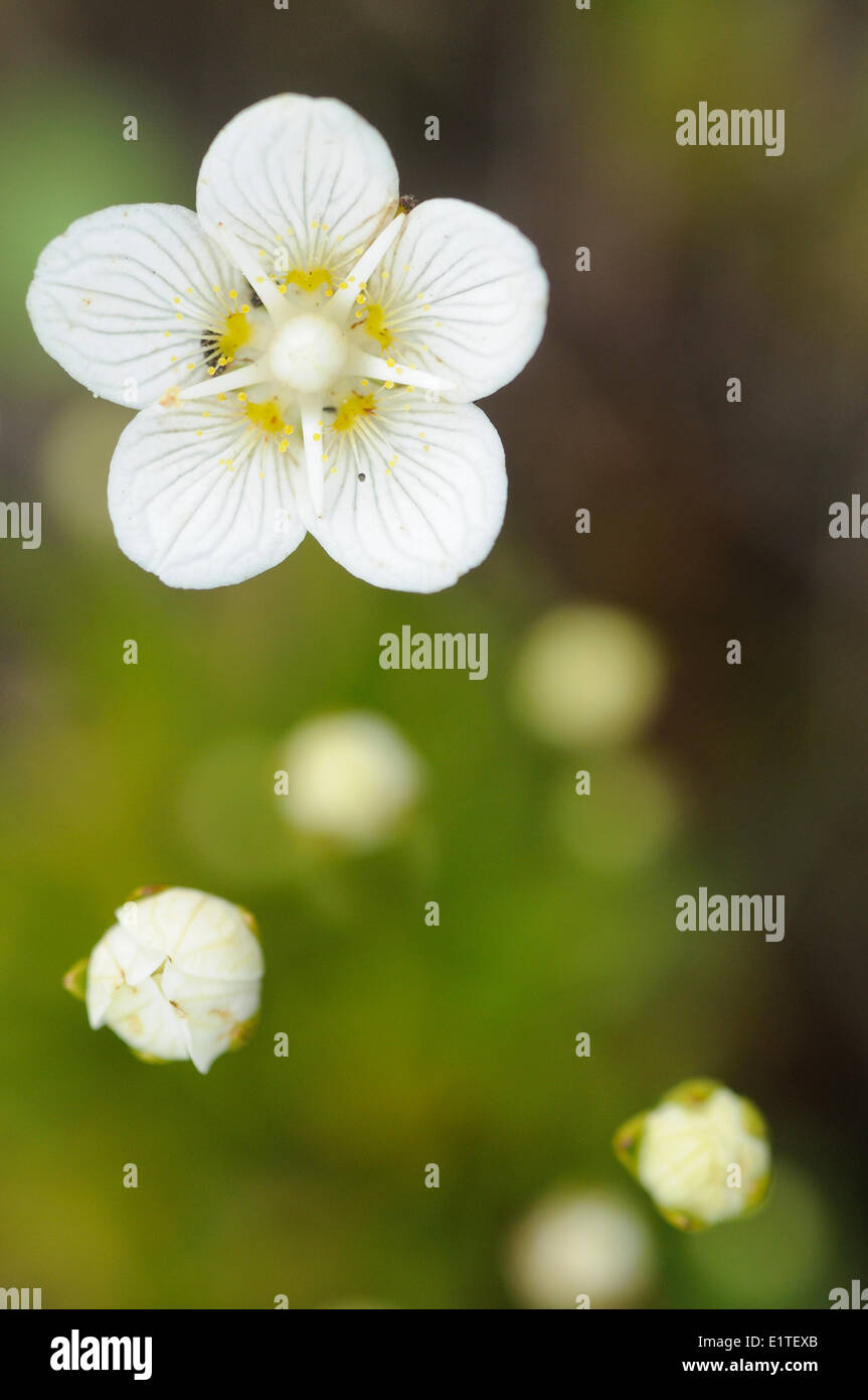 L'herbe de Parnassus floraison dans Heidenhoekse réserve naturelle de Vloed Banque D'Images