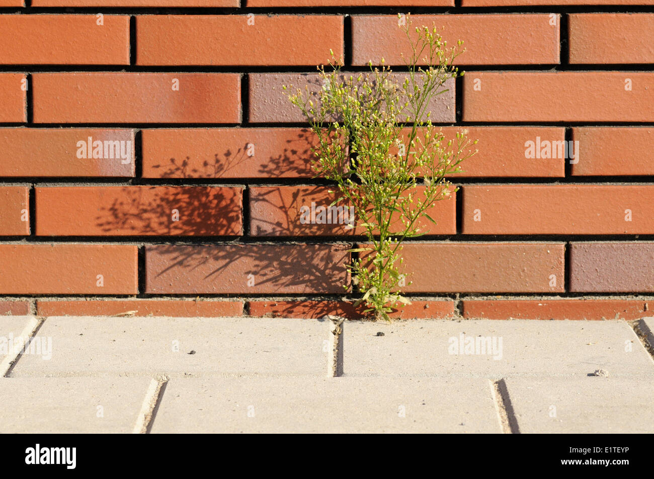 Les horseweed floraison le long d'un mur sur le côté de la chaussée Banque D'Images