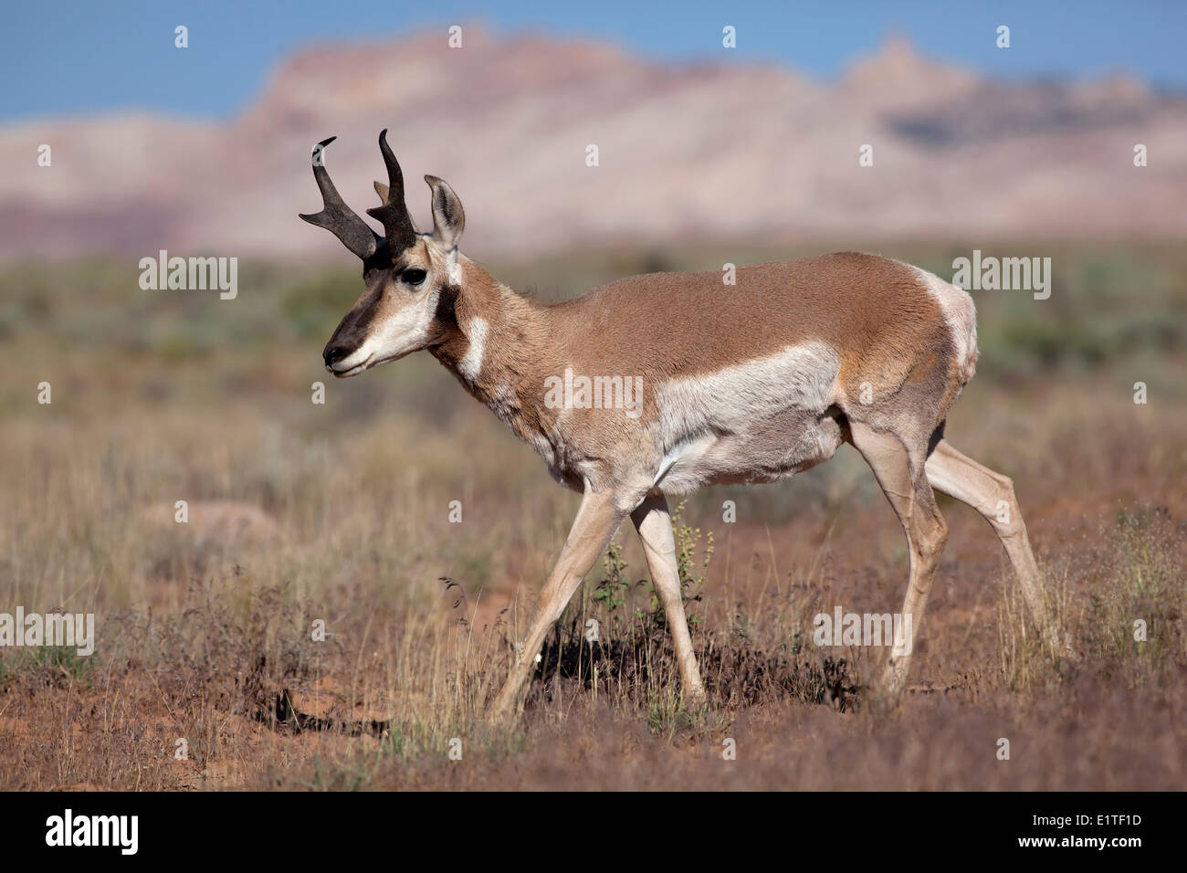 Antilope mâle, Antilocapra americana, San Rafael Swell, Emery County, Utah, United States of America Banque D'Images