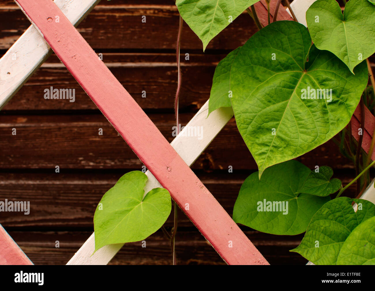 Feuilles vertes sur un treillis en bois Banque D'Images