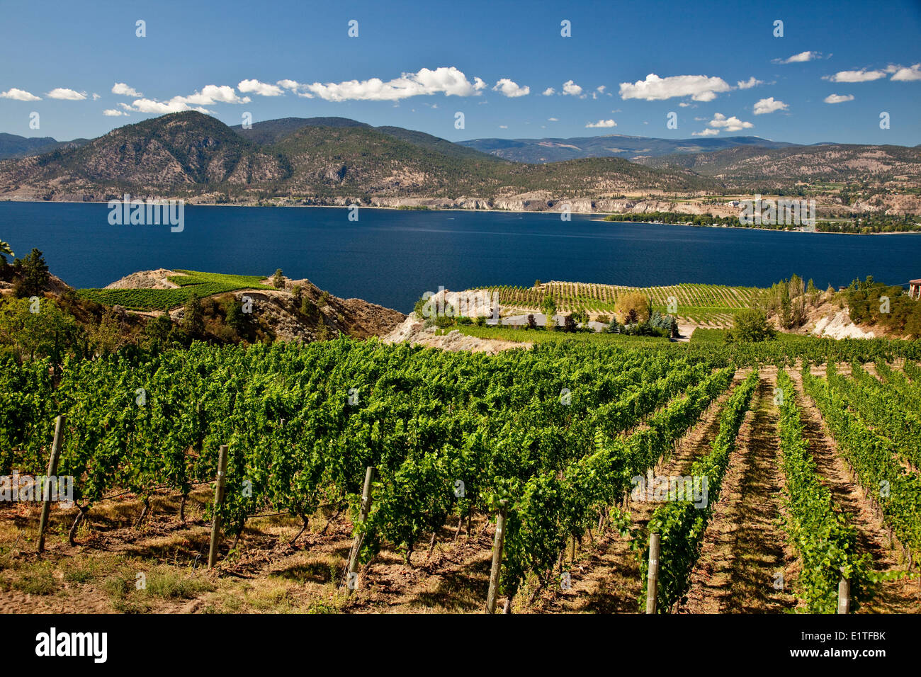 Naramata Bench vignes près de Penticton, de l'Okanagan, BC, Canada. Banque D'Images