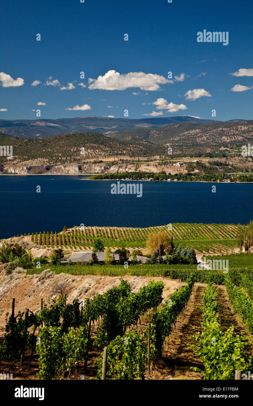 Naramata Bench vignes près de Penticton, de l'Okanagan, BC, Canada. Banque D'Images