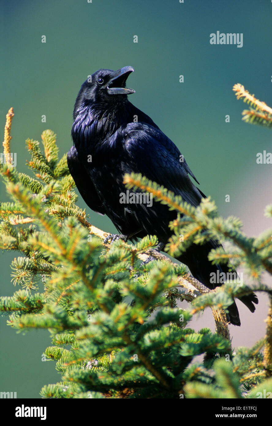 Grand Corbeau (Corvus corax), adultes de l'Alberta, au Canada. Banque D'Images