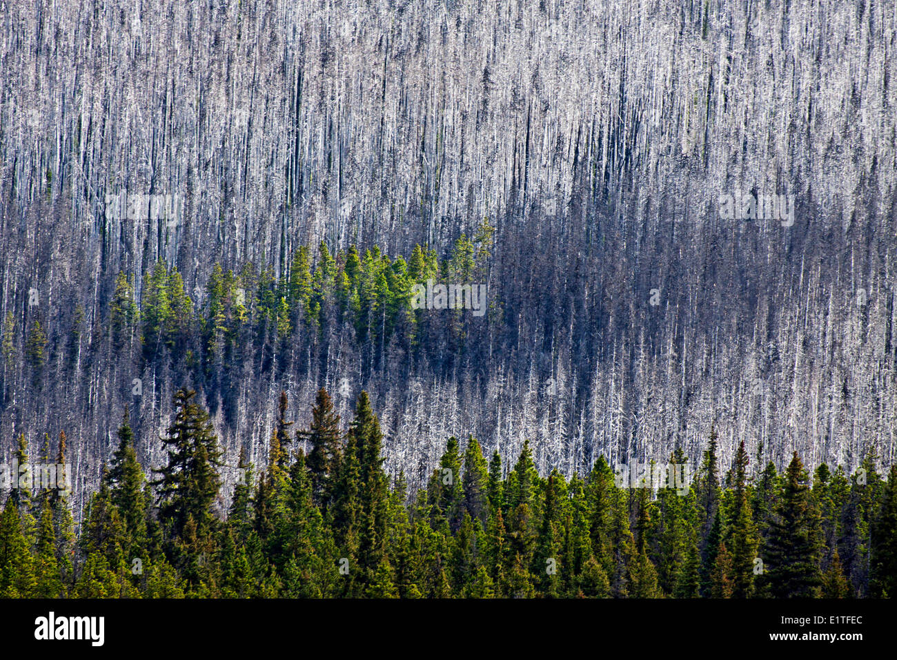 Vivre et de forêts brûlées dans la région de Cariboo Chilcotin British Columbia Canada Banque D'Images