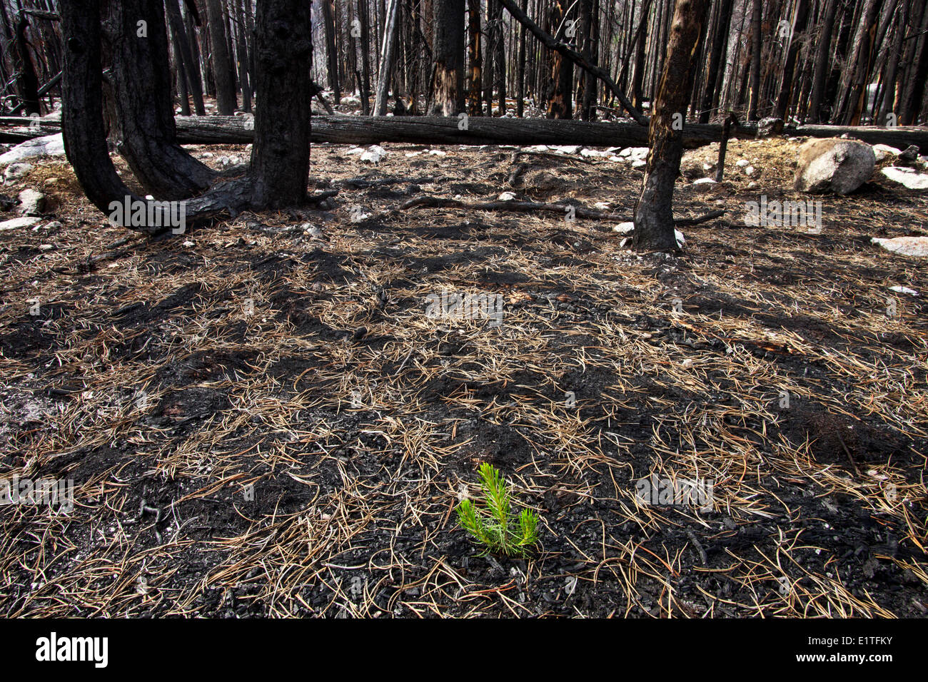 Forêts brûlées dans la région de Cariboo Chilcotin British Columbia Canada Banque D'Images
