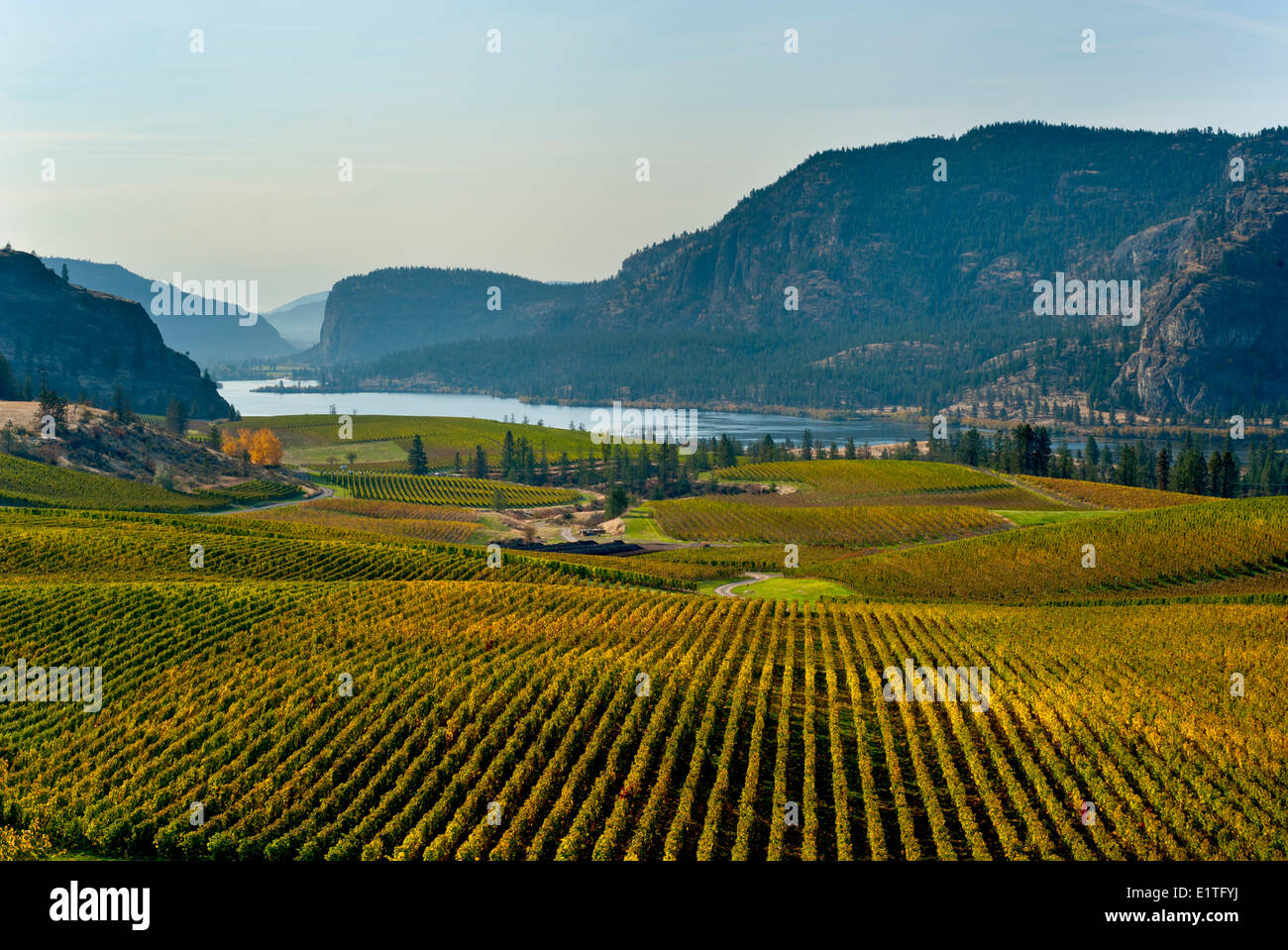 Blue Mountain Vinyard, Okanagan, Colombie-Britannique, Canada Banque D'Images