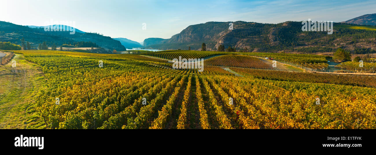 Blue Mountain Vinyard, Okanagan, Colombie-Britannique, Canada Banque D'Images