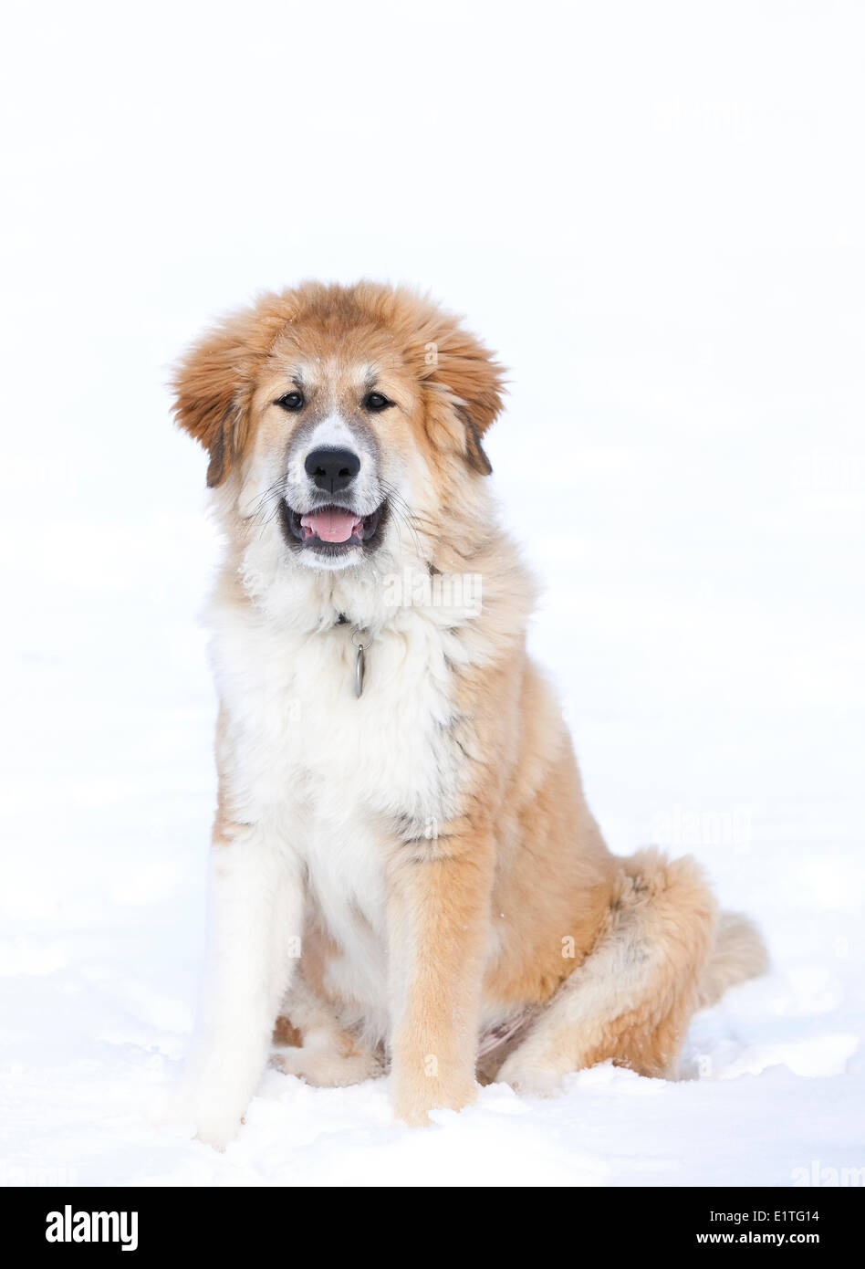 Portrait d'un grand grand chiot, Pyrénées (chien de Montagne des Pyrénées), homme, assis dans la neige Banque D'Images