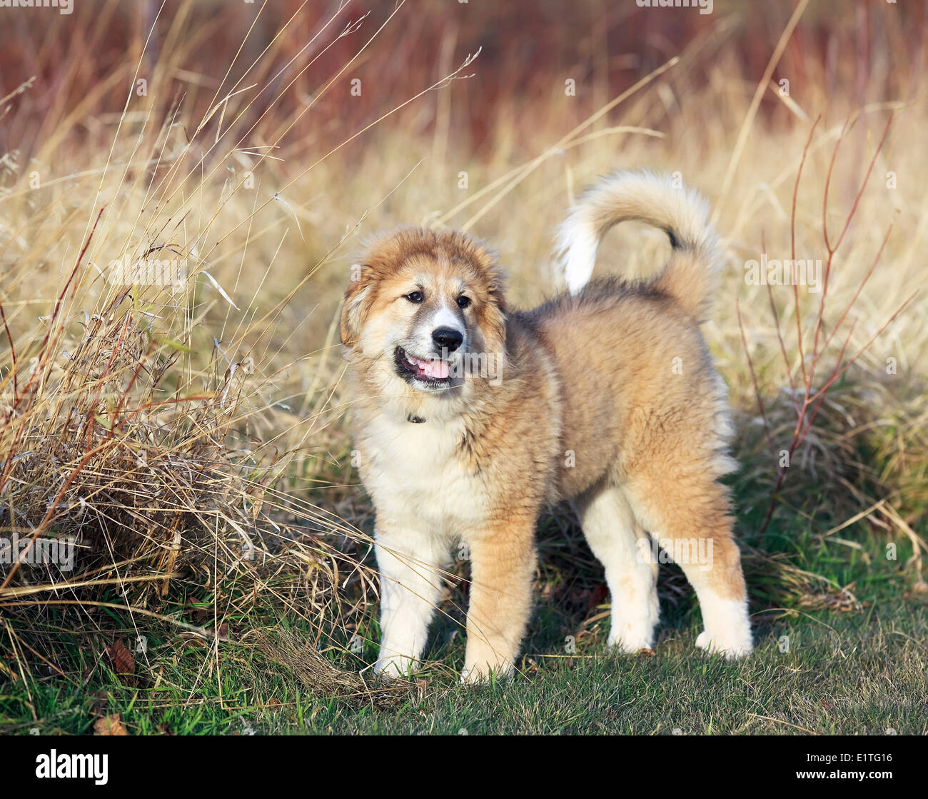 Great Pyrenees chiot, Chien de Montagne des Pyrénées, homme Banque D'Images