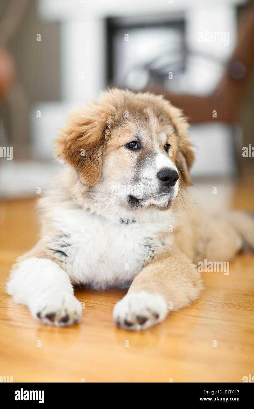 Great Pyrenees Chiot Chien De Montagne Des Pyrénées Homme