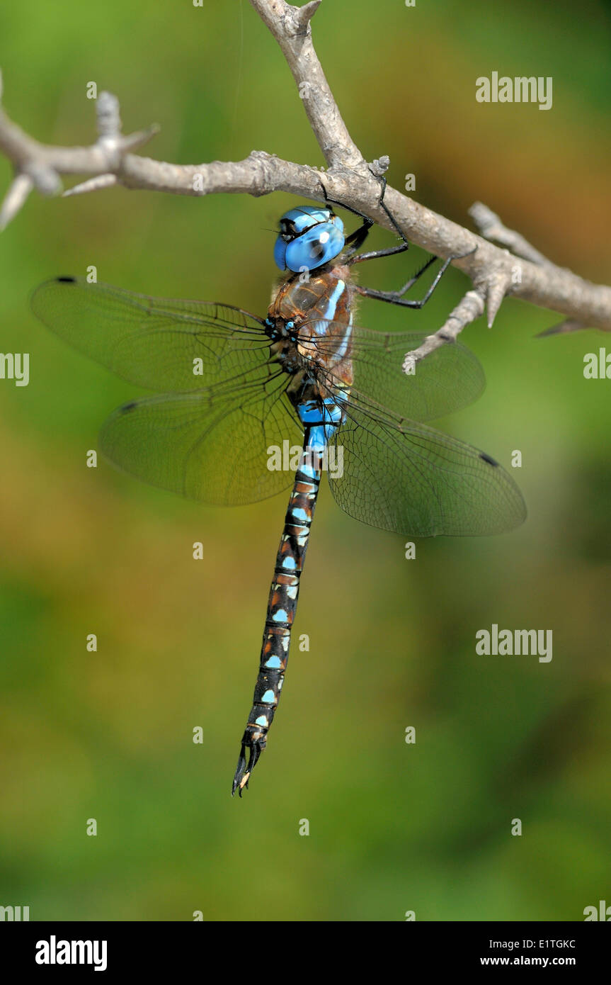 Mâle bleu-eyed Darner (Aeshna multicolor) à Spencer's Pond, Langford BC Banque D'Images