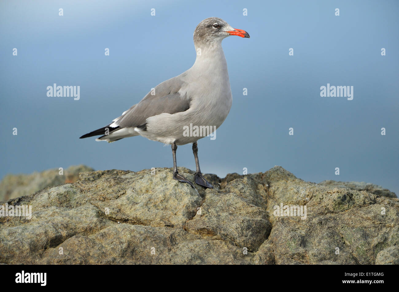 Heerman's Gull (Larus heermanni) Fleming Beach, Esquimalt Banque D'Images
