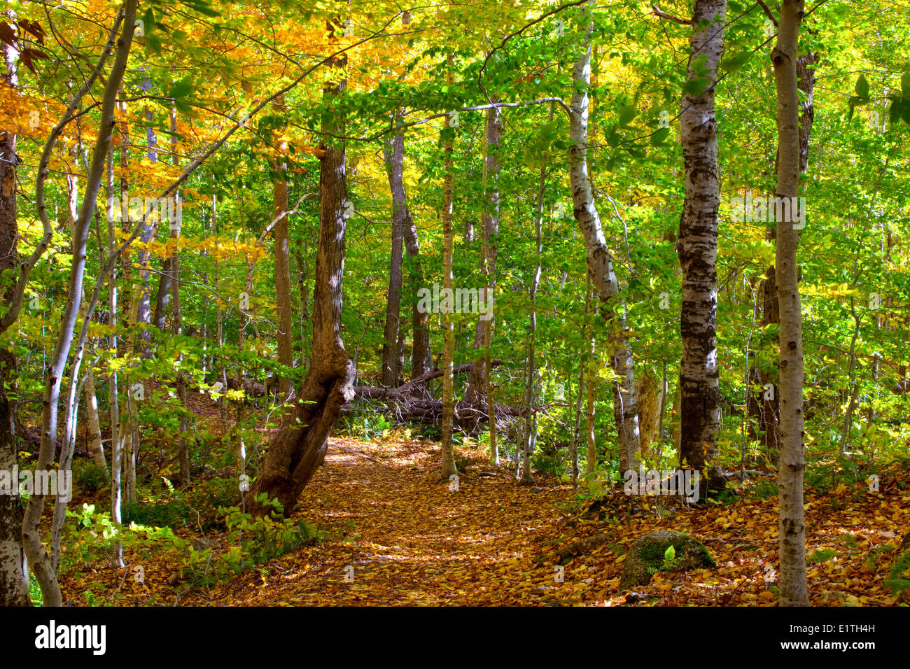 350 ans, forêt, Lone Shieling, Cape Breton Highlands National Park, Cape Breton, Nova Scotia, Canada Banque D'Images