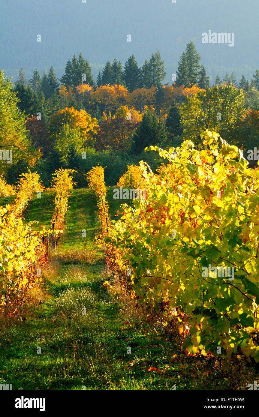 Lignes de raisins en couleurs d'automne dans le vignoble à l'Zanatta Winery à Glenora, près de Duncan, en Colombie-Britannique. Banque D'Images