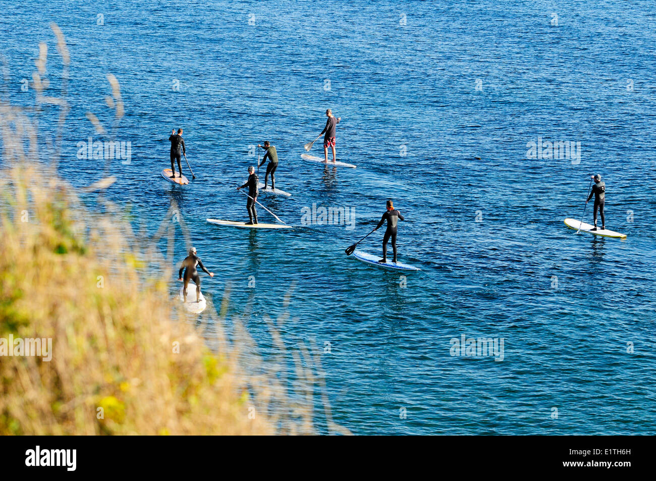 Sept gars utiliser stand up paddleboards à faire leur chemin au bord de l'eau près de Dallas Road, à Victoria, en Colombie-Britannique. Banque D'Images