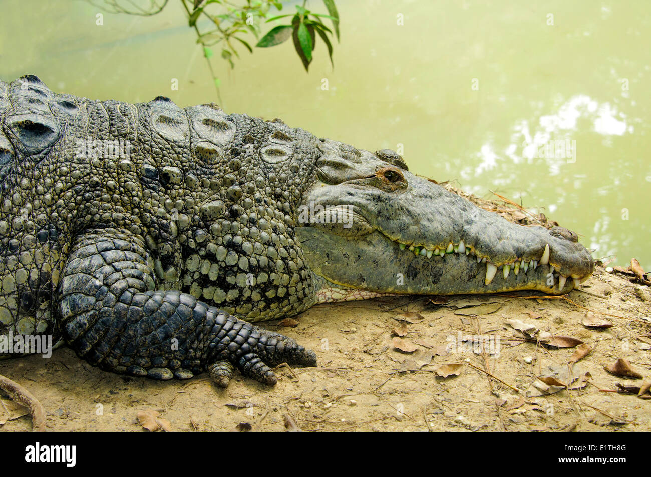 Crocodile (Crocodylus acutus) le pèlerin, le Belize, Amérique Centrale Banque D'Images