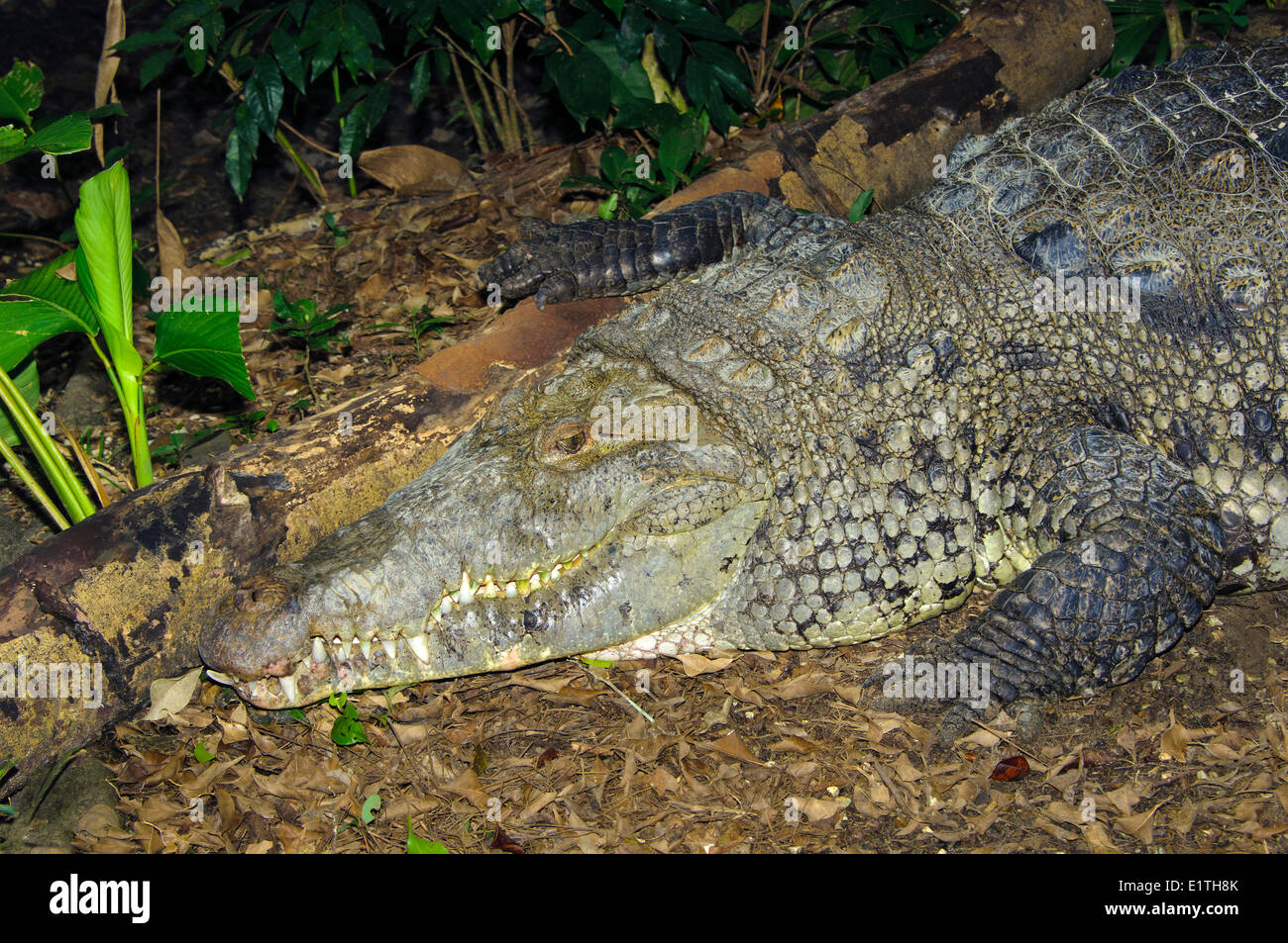 Crocodile (Crocodylus acutus) le pèlerin, le Belize, Amérique Centrale Banque D'Images