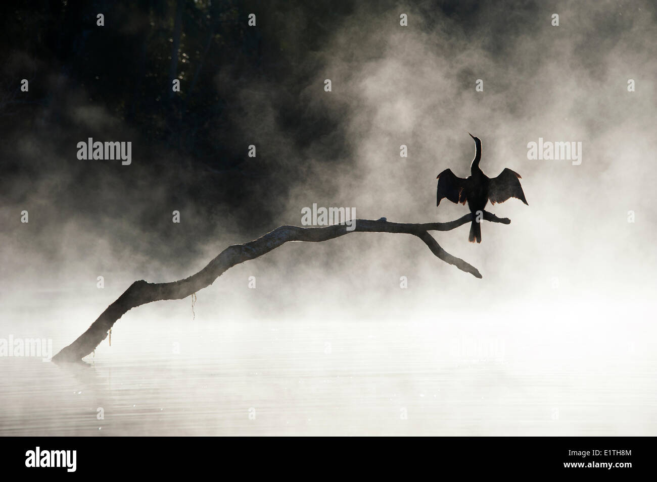 Des profils anhinga (Anhinga anhinga) sécher ses ailes dans la brume d'un matin d'hiver Chassahowitzka Wildlife Reserve National Wildlife Refuge Banque D'Images