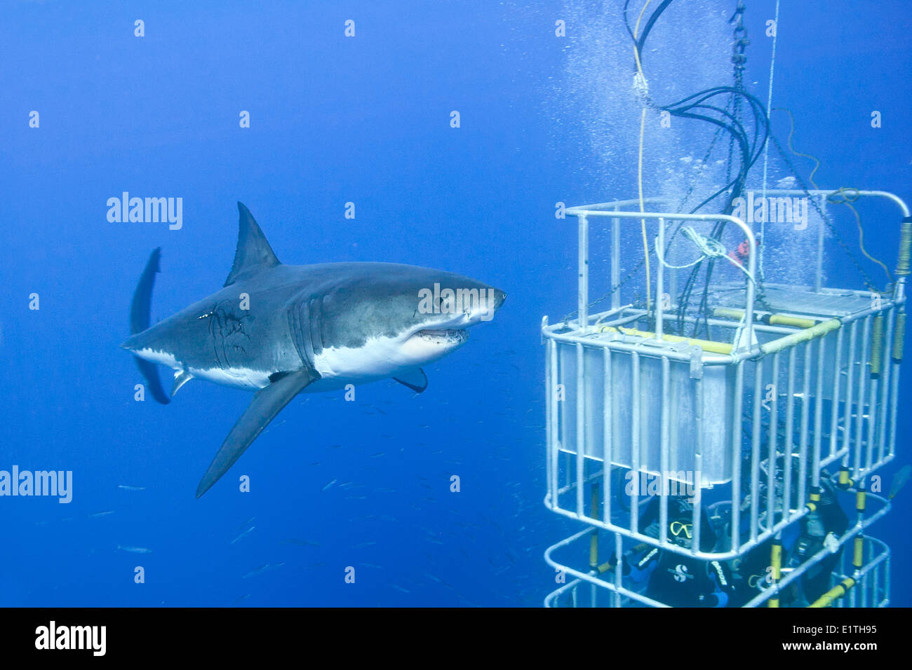 Plongée en Cage pour les grands requins blancs (Carcharodon carcharias), Isla Guadalupe, Baja, au Mexique Banque D'Images