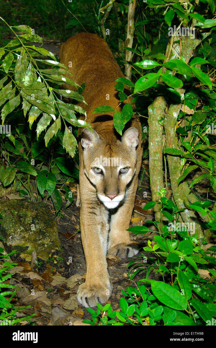 Puma d'Amérique centrale (Felis concolor), les forêts tropicales humides, Belize, Amérique Centrale Banque D'Images