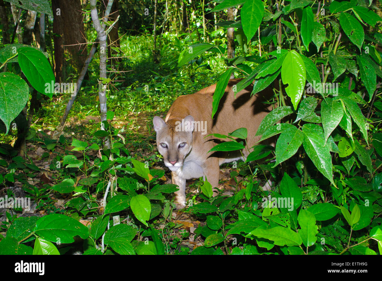 Puma d'Amérique centrale (Felis concolor), les forêts tropicales humides, Belize, Amérique Centrale Banque D'Images