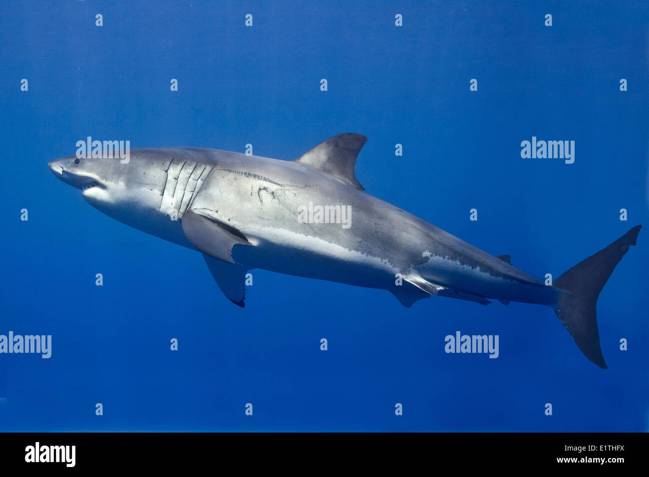 Grand requin blanc (Carcharodon carcharias), Isla Guadalupe, Baja, au Mexique Banque D'Images