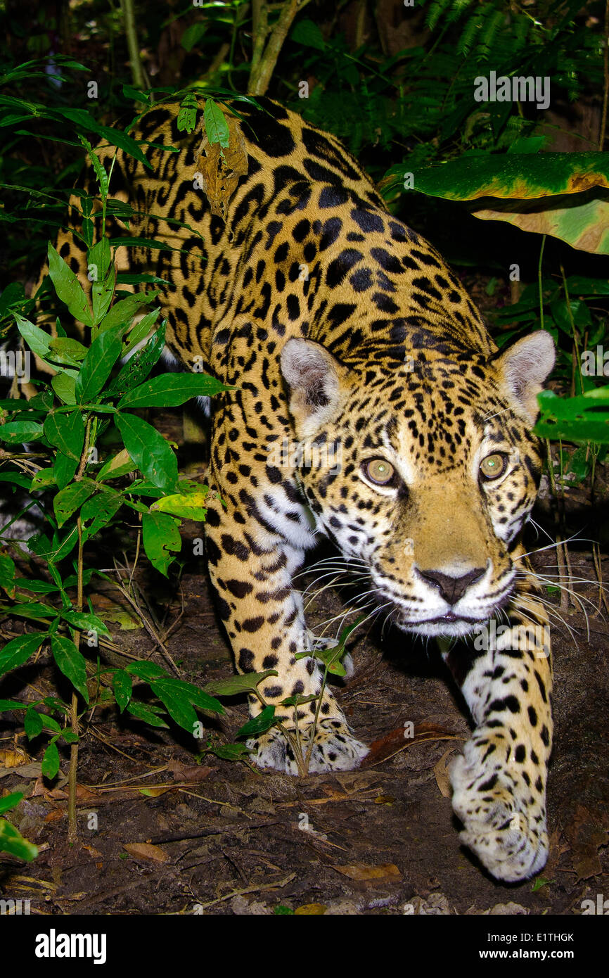 Jaguar (Panthera onca), la forêt tropicale, Belize, Amérique Centrale Banque D'Images