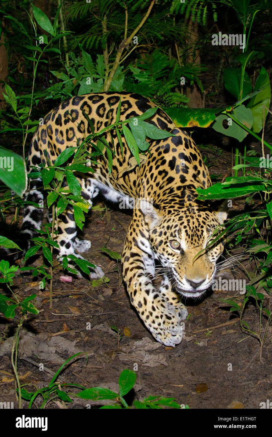 Jaguar (Panthera onca), la forêt tropicale, Belize, Amérique Centrale Banque D'Images
