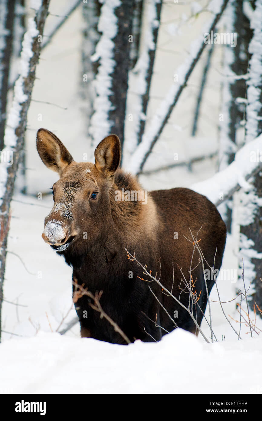 Alves (orignal alces) 7-mois, Rocheuses canadiennes, Jasper National Park, l'ouest de l'Alberta, Canada Banque D'Images