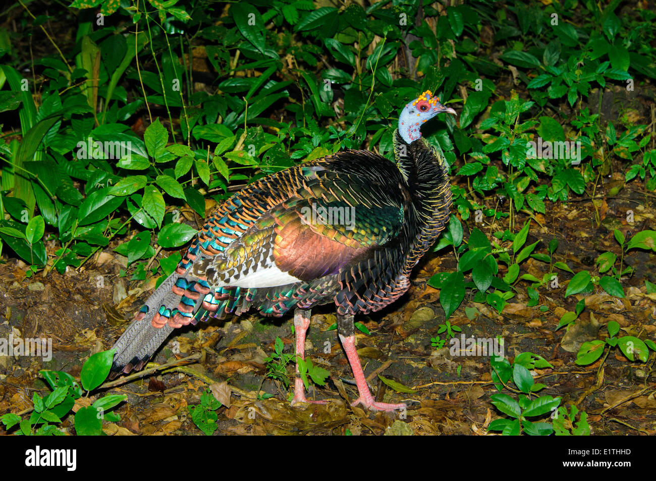 Ocellated turquie (Meleagris ocellata) Belize, Amérique Centrale Banque D'Images