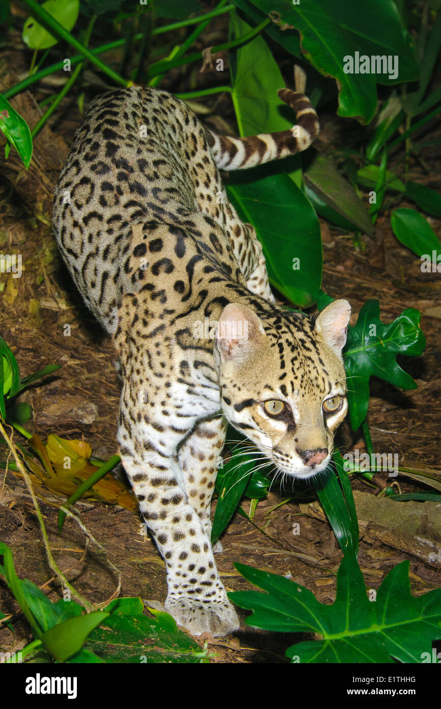 L'Ocelot (Leopardus pardalis), la forêt tropicale, Belize, Amérique Centrale Banque D'Images