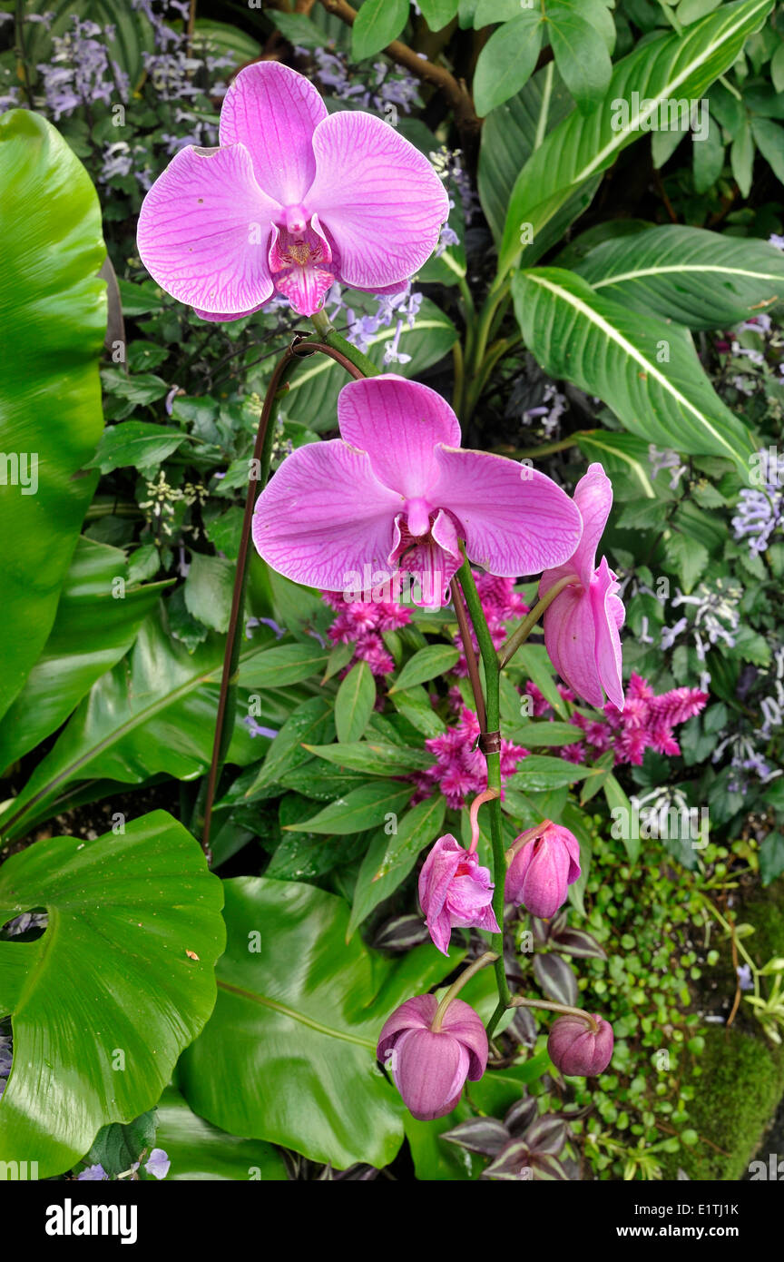 Espèce d'orchidées, Phalaenopsis, Bloedel Conservatory, Queen Elizabeth Park, Vancouver, British Columbia, Canada Banque D'Images