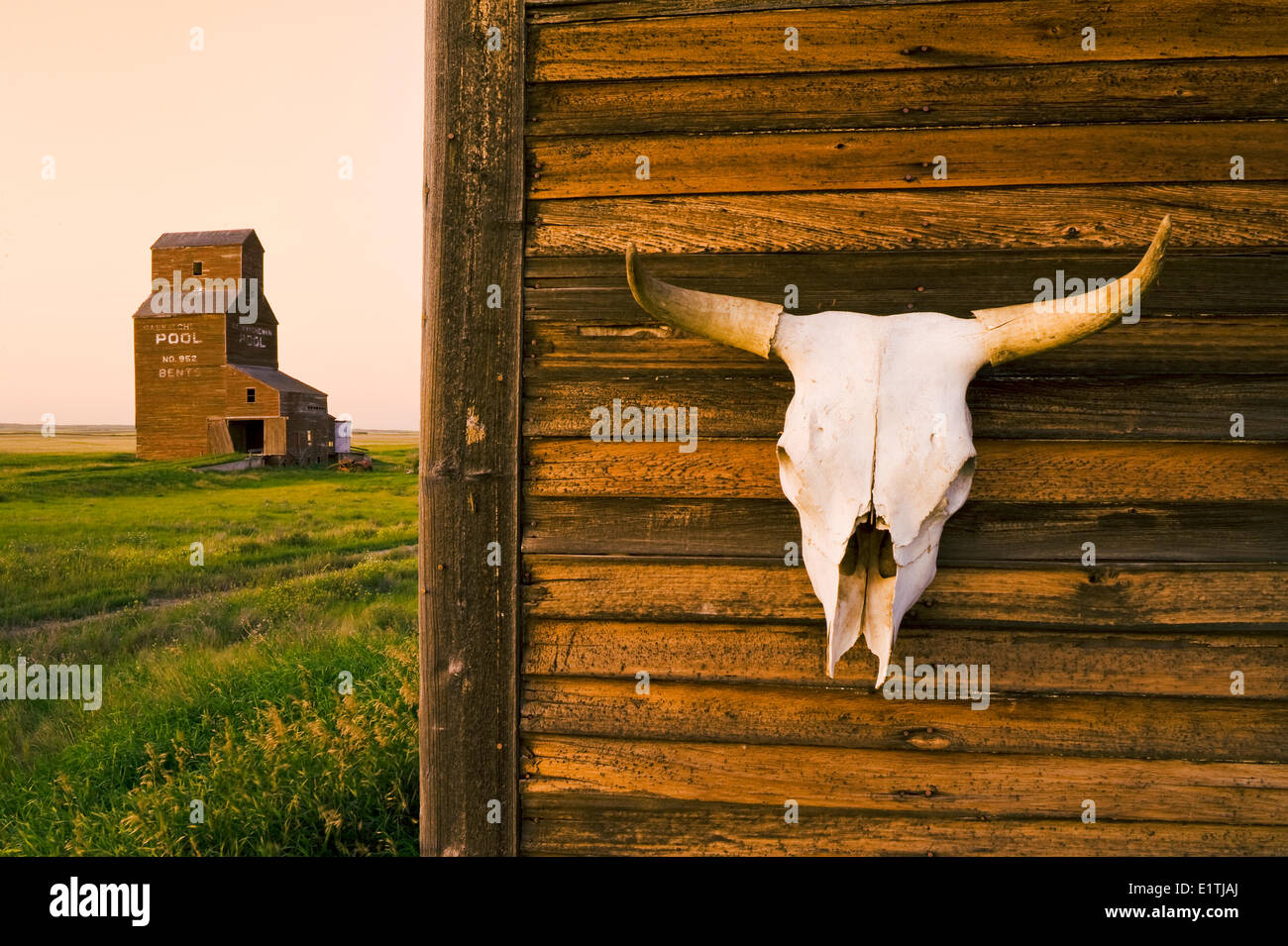 Vieille maison avec crâne de vache, l'élévateur à grain en arrière-plan, abandonnés/ville fantôme de virages, Saskatchewan, Canada Banque D'Images