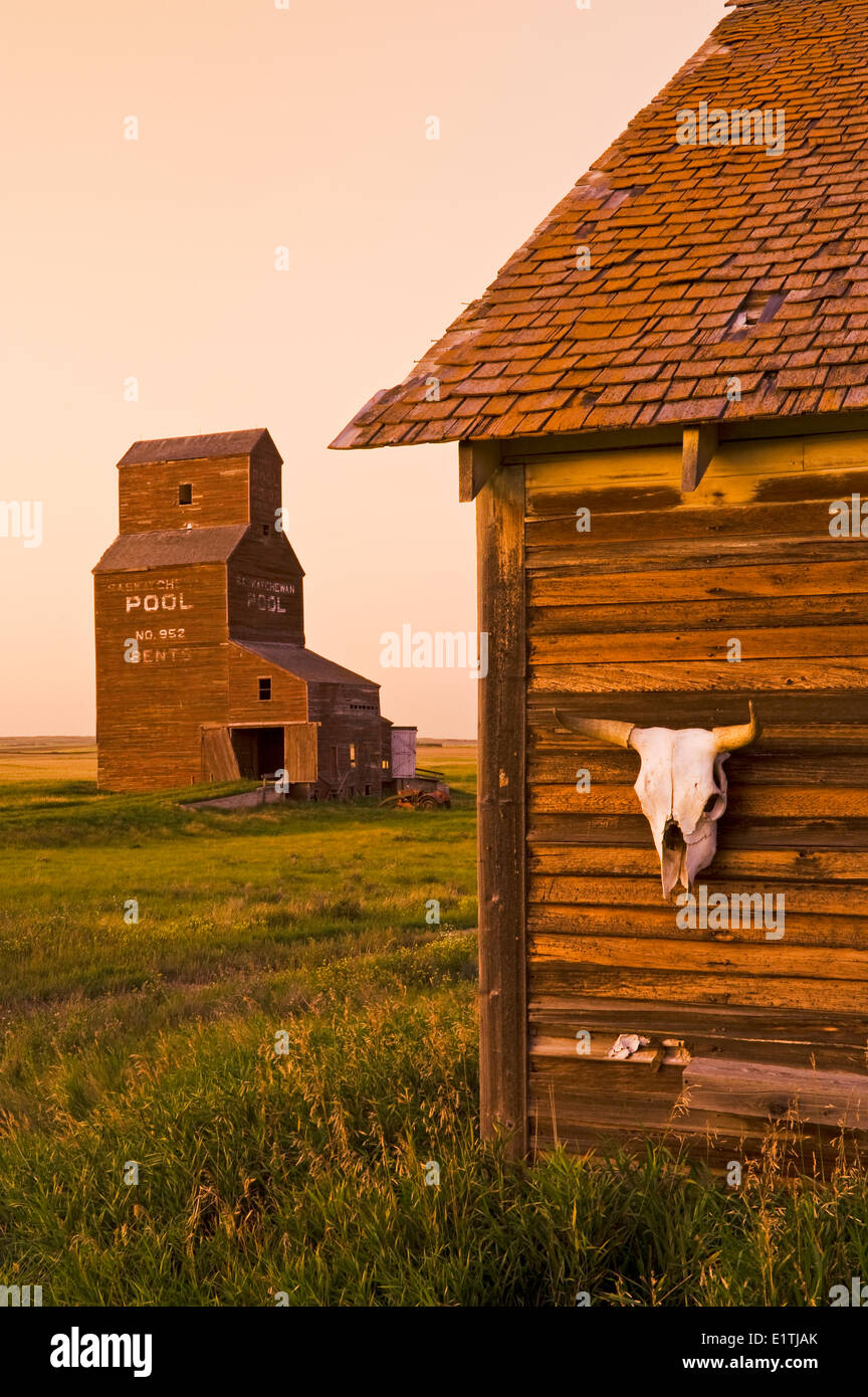 Close up of Cow skull sur l'ancienne maison, l'élévateur à grain en arrière-plan, abandonnés/ville fantôme de virages, Saskatchewan, Canada Banque D'Images