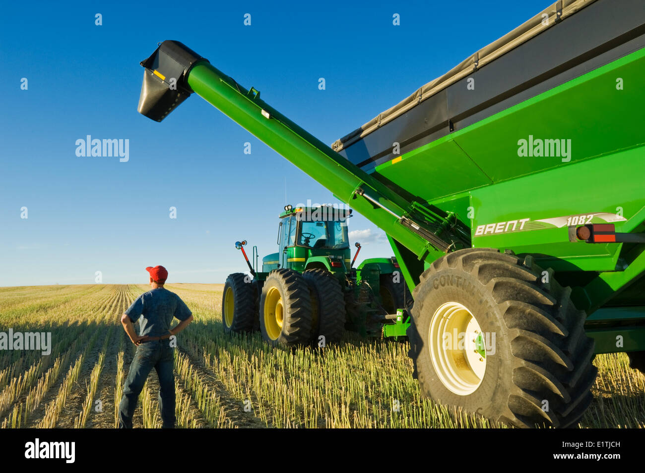 Un homme à côté d'un tracteur et chariot à grain pendant la récolte de canola, près de Hodgeville, Saskatchewan, Canada Banque D'Images