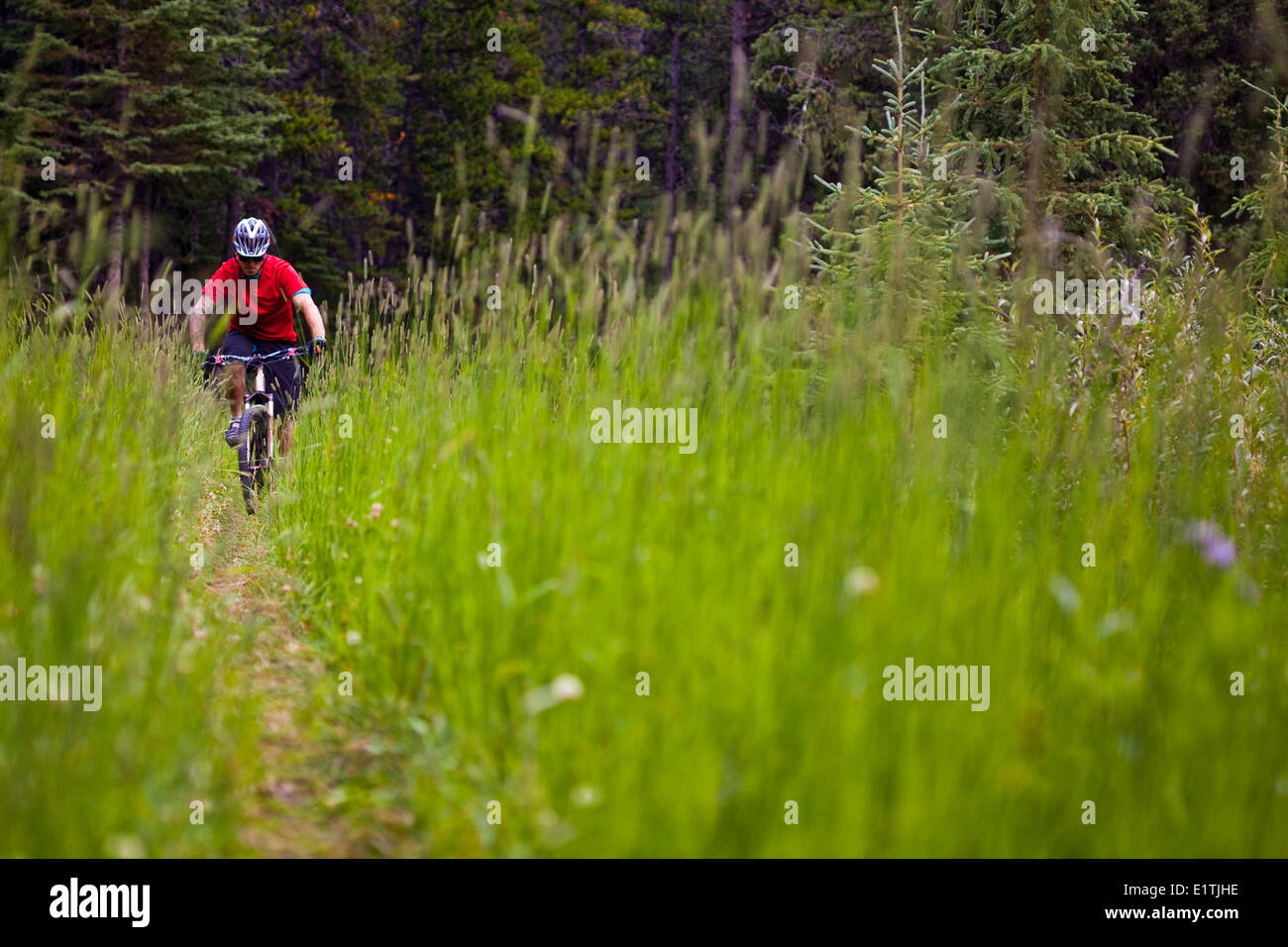 Un vélo de montagne équitation à travers les hautes herbes. Canmore, Alberta, Canada Banque D'Images