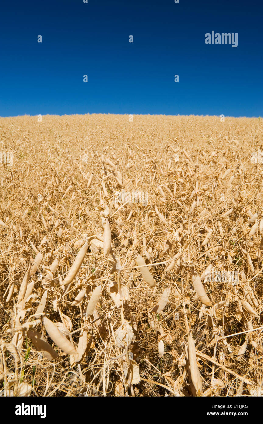 La maturité, la récolte de pois secs prêt champ près de Swift Current, Saskatchewan, Canada Banque D'Images