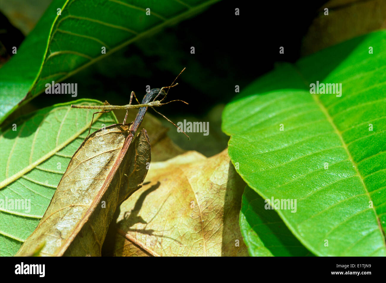 (Marmessoidea rosea), insectes, la Malaisie Walkingstick Banque D'Images