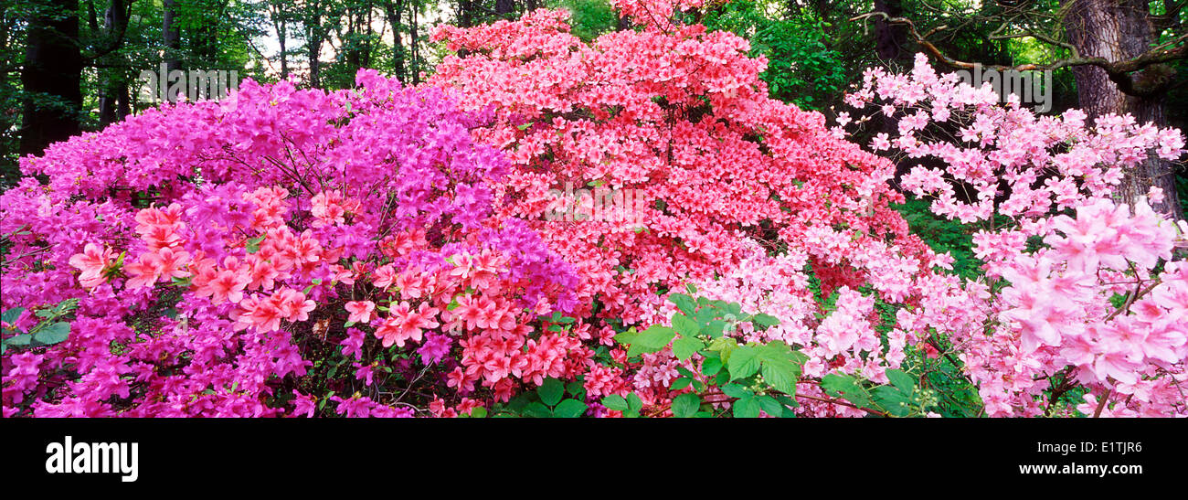 Vue panoramique horizontal de Rhododendrons Rhododendron sp. dans un parc, l'Arboretum Pruhonice, République Tchèque Banque D'Images