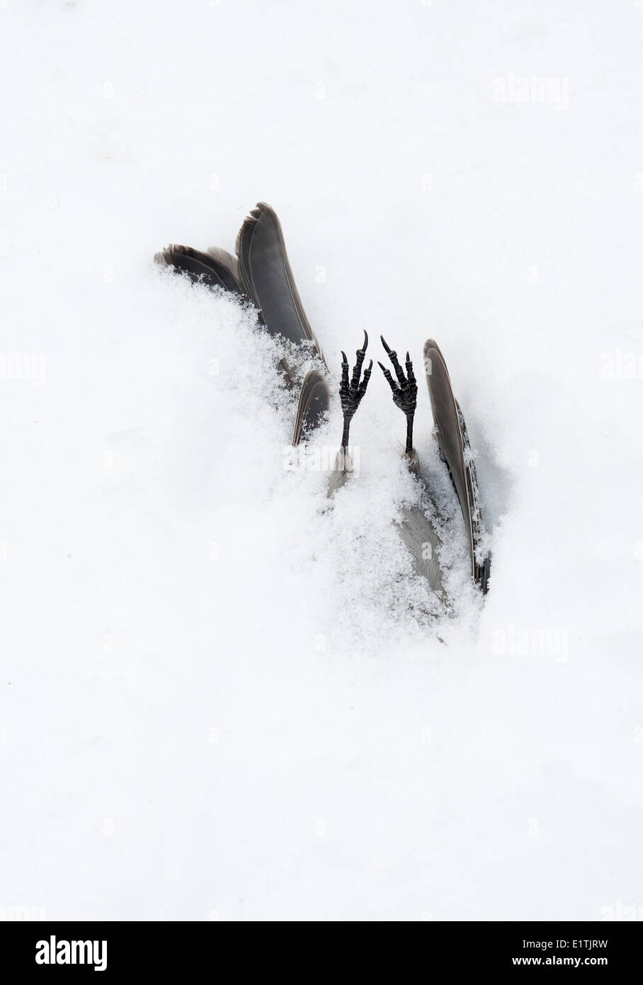L'hiver froid de la mort des oiseaux morts blessés Pinicola enucleator Durbec femelle dans la neige des conifères 150 Mile House Cariboo Banque D'Images