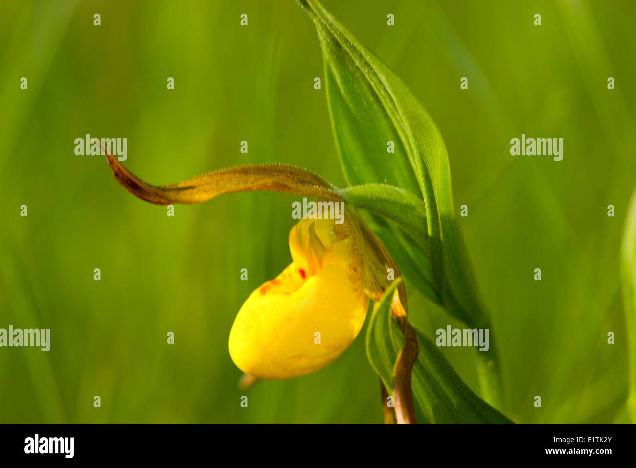Yellow Lady's Slipper Orchid, (Cypripedium reginae), Canada Banque D'Images