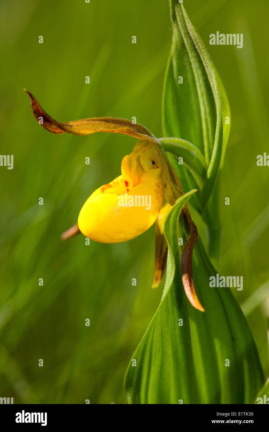 Yellow Lady's Slipper Orchid, (Cypripedium reginae), Canada Banque D'Images