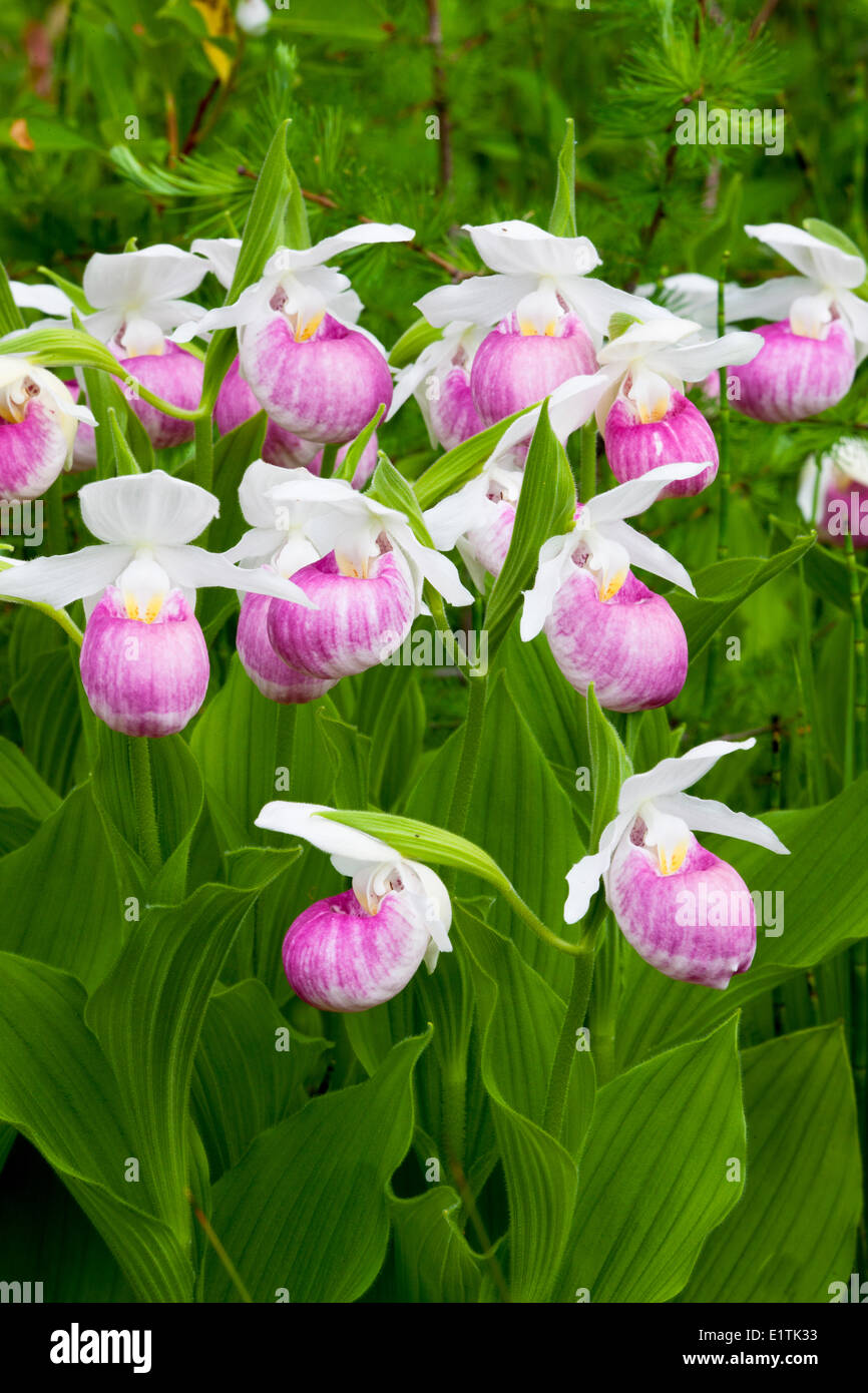 Belle Dame (Cypripedium reginae), orchidée, fleur Banque D'Images